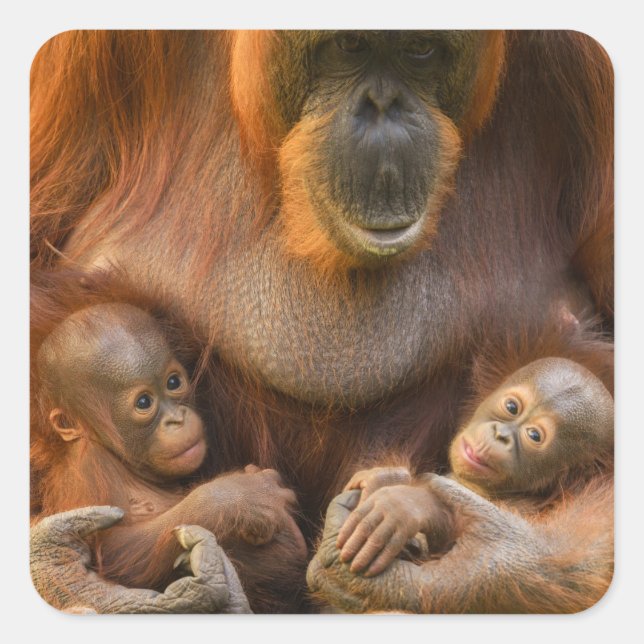 Adesivo Quadrado Mãe Orangutan Segurando Dois Bebês (Frente)