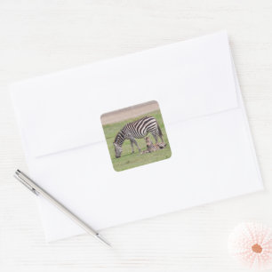 Adesivo Quadrado Mãe Zebra com Potro Recém-Nascido