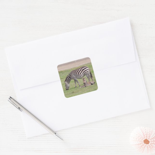 Adesivo Quadrado Mãe Zebra com Potro Recém-Nascido (Envelope)