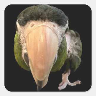 Adesivo Quadrado magia macaquinhos