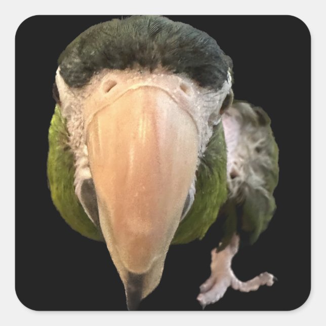 Adesivo Quadrado magia macaquinhos (Frente)