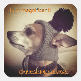 Adesivo Quadrado Magnífico Carlos B. Cachorro! ADESIVOS!