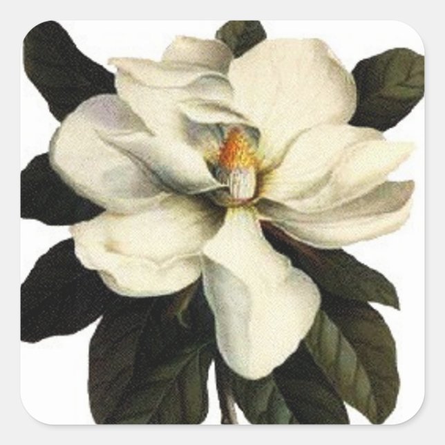 Adesivo Quadrado Magnolia - Sticker (Frente)