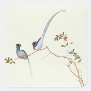 Adesivo Quadrado magpies azuis Vermelho-faturados, bagas de um