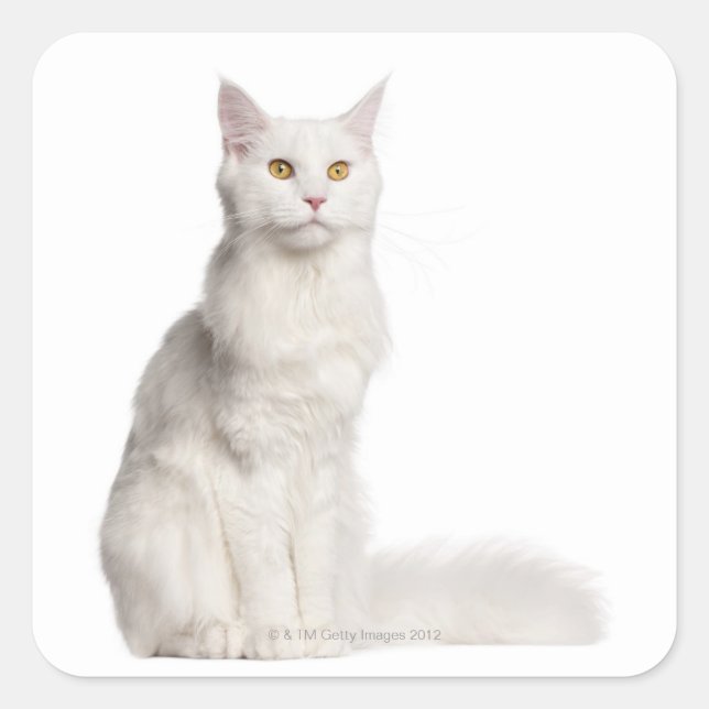 Adesivo Quadrado Maine Coon (8 meses de idade) (Frente)