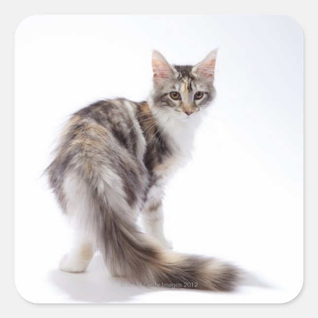 Adesivo Quadrado Maine Coon cat (Frente)