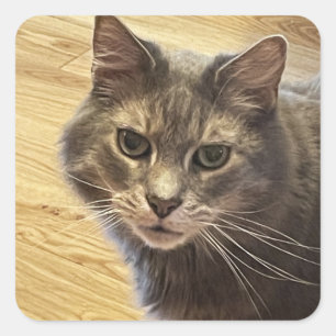 Adesivo Quadrado Maine Coon Cat Photo Stickers