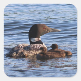 Adesivo Quadrado Maine Loon Stickers