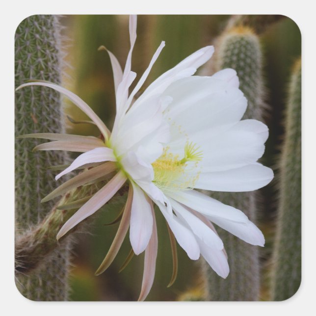 Adesivo Quadrado Maio no jardim (Frente)