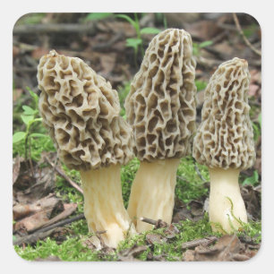 Adesivo Quadrado Mais Morels