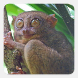 Adesivo Quadrado Mais tarsier filipino minúsculo