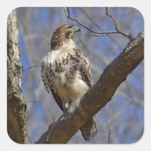 Adesivo Quadrado Majtic Hawk
