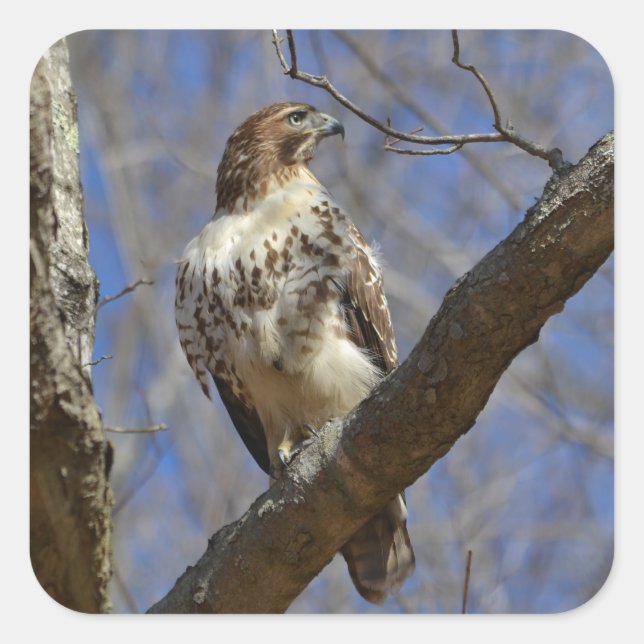 Adesivo Quadrado Majtic Hawk (Frente)