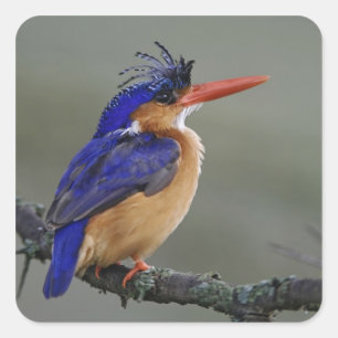 Adesivo Quadrado Malachite Kingfisher, Alcedo cristata, lago