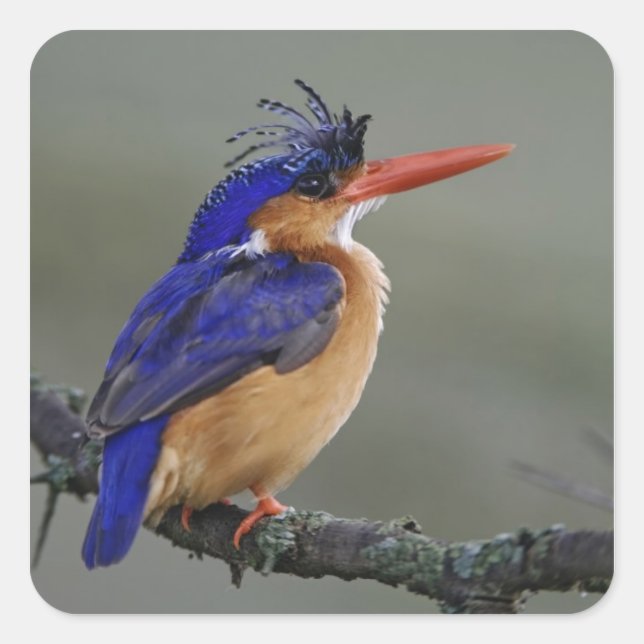 Adesivo Quadrado Malachite Kingfisher, Alcedo cristata, lago (Frente)