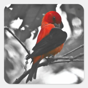Adesivo Quadrado Male Scarlet Tanager