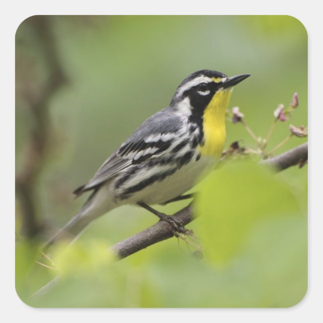 Adesivo Quadrado Male Yellow-throated Warbler, Dendroica (Frente)