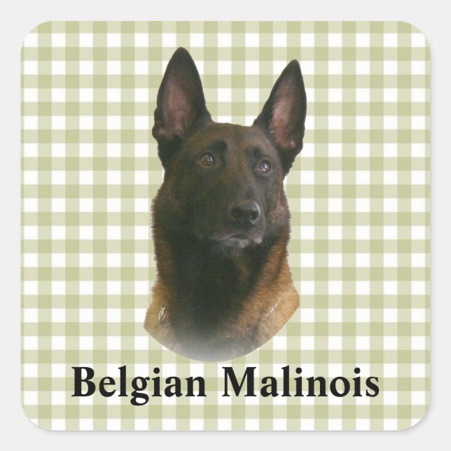 Adesivo Quadrado malinois belgas (Frente)
