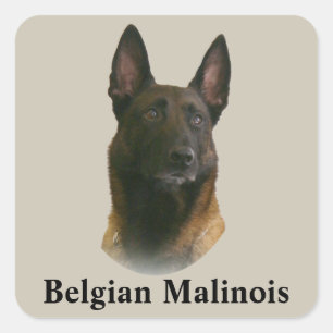 Adesivo Quadrado malinois belgas