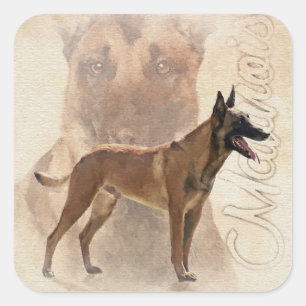 Adesivo Quadrado Malinois - pastor belga - Mecelaar