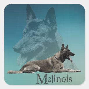 Adesivo Quadrado Malinois - pastor belga - Mechelaar - Maligator