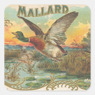 Adesivo Quadrado Mallard
