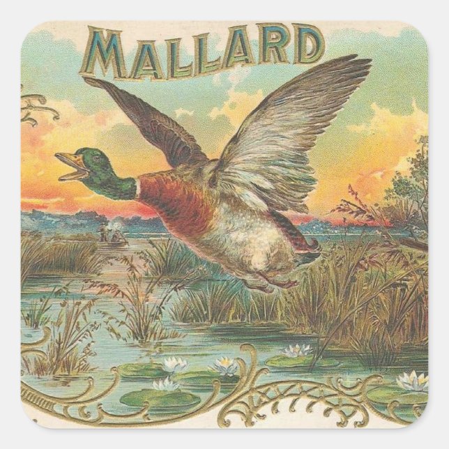 Adesivo Quadrado Mallard (Frente)