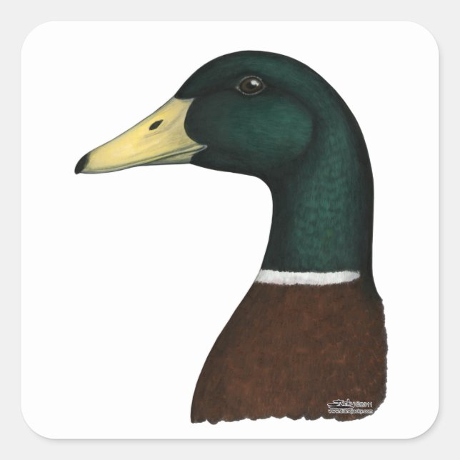Adesivo Quadrado Mallard Drake Head (Frente)