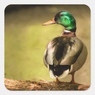 Adesivo Quadrado Mallard Duck