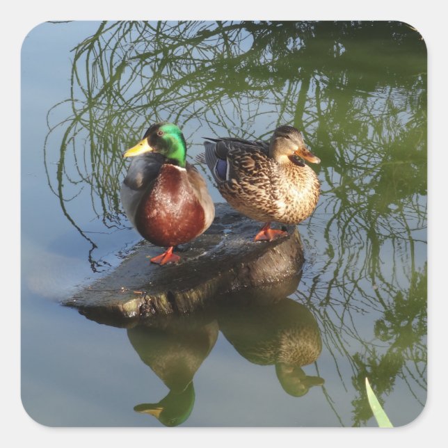 Adesivo Quadrado Mallard Ducks #2 (Frente)