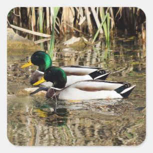 Adesivo Quadrado Mallard Ducks Sticker