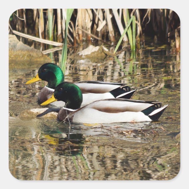 Adesivo Quadrado Mallard Ducks Sticker (Frente)