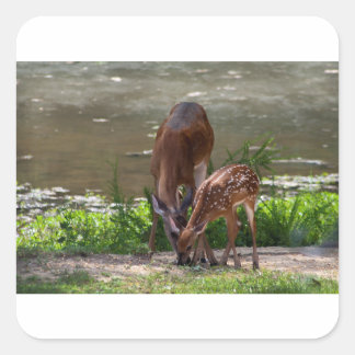 Adesivo Quadrado Mama Whitetail Deer e Fawn