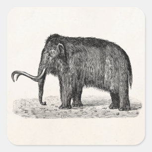 Adesivo Quadrado Mammoths lanosos da ilustração do Mammoth Woolly