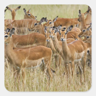 Adesivo Quadrado Manada de impalas fêmeas, Masai Mara, Quênia.