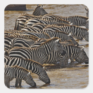Adesivo Quadrado Manada de Zebras de Burchell bebendo do Mara