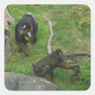 Adesivo Quadrado Mandrill nº 6