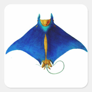 Adesivo Quadrado manta ray art
