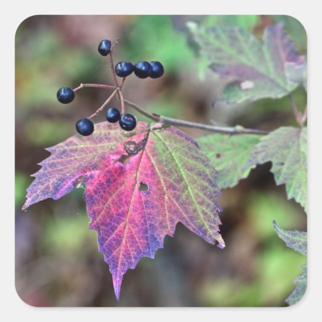 Adesivo Quadrado Mapleleaf Viburnum Autumn Leaves e Berries (Frente)