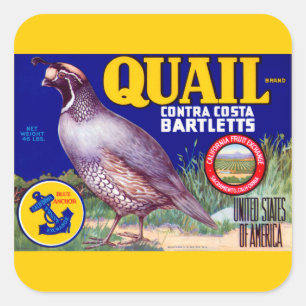 Adesivo Quadrado Marca das codorniz contra a costela Bartletts
