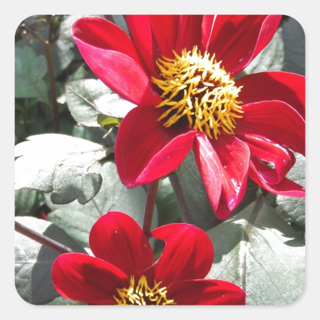 Adesivo Quadrado margarida rosa-vermelha / flores das margaridas (Frente)