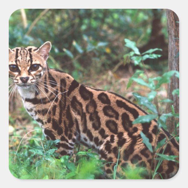 Adesivo Quadrado Margay, Leopardus wiedi, original para o México (Frente)