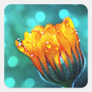 Adesivo Quadrado Marigold Flor no Teal