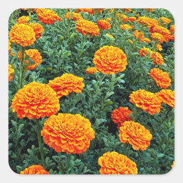 Adesivo Quadrado Marigolds