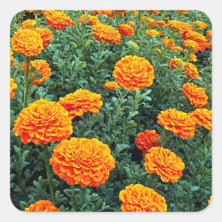 Adesivo Quadrado Marigolds