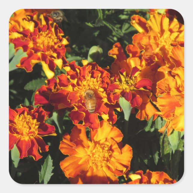 Adesivo Quadrado Marigolds com uma Abelha (Frente)