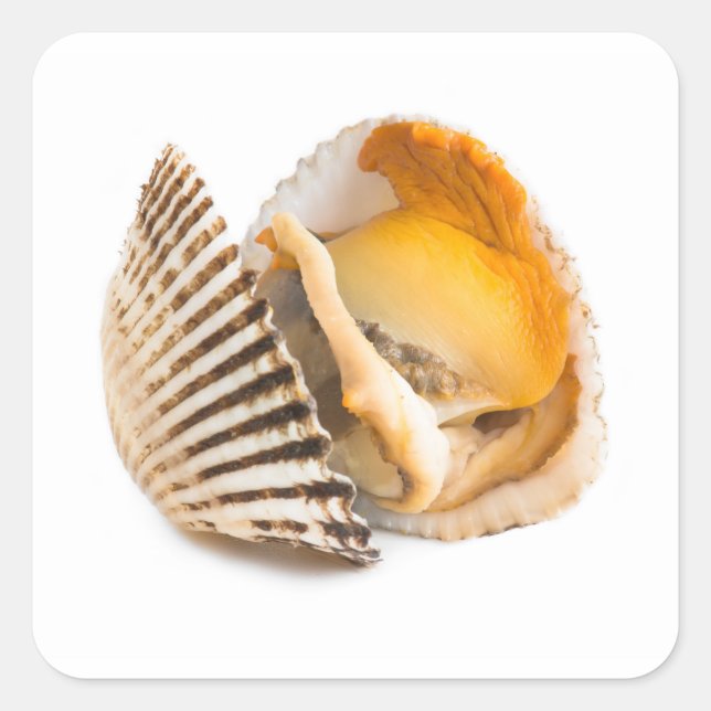Adesivo Quadrado Marisco (Frente)