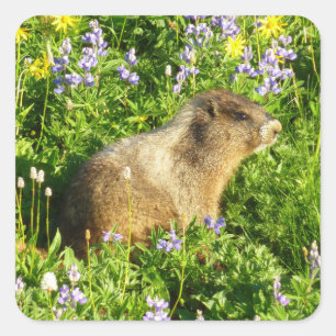 Adesivo Quadrado Marmot no Monte Rainier Wildflower