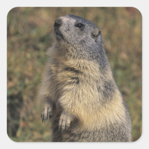 Adesivo Quadrado Marmota alpina, Marmota marmota, adulto em pé