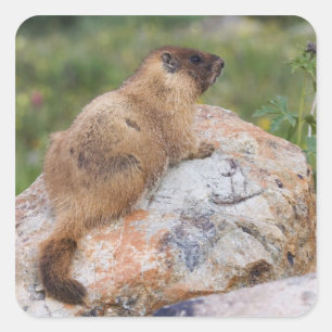 Adesivo Quadrado Marmota de Barriga Amarela, Marmota flaviventris,